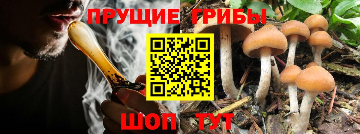 Псилоцибиновые грибы Cubensis  Вход с VPN  Камышин 